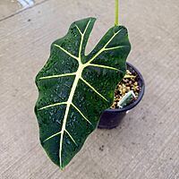 Alocasia 'Frydek' (Alocasia micholitziana 'Frydek') - 8" Pot