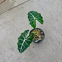 Alocasia 'Frydek' (Alocasia micholitziana 'Frydek') - 8" Pot