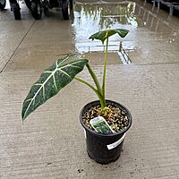 Alocasia 'Frydek' (Alocasia micholitziana 'Frydek') - 8" Pot