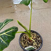 Alocasia 'Frydek' (Alocasia micholitziana 'Frydek') - 8" Pot