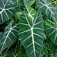 Alocasia 'Frydek' (Alocasia micholitziana 'Frydek') - 8" Pot