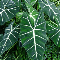 Alocasia 'Frydek' (Alocasia micholitziana 'Frydek') - 8" Pot