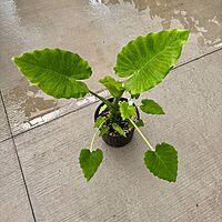 Alocasia 'California' (Alocasia gageana ‘California’) - 10" Pot