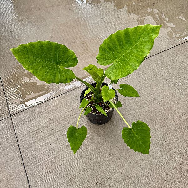 Alocasia 'California' (Alocasia gageana ‘California’) - 10" Pot
