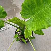 Alocasia 'California' (Alocasia gageana ‘California’) - 10" Pot