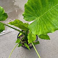 Alocasia 'California' (Alocasia gageana ‘California’) - 10" Pot