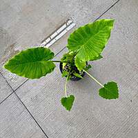 Alocasia 'California' (Alocasia gageana ‘California’) - 10" Pot