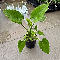 Alocasia 'California' (Alocasia gageana ‘California’) - 10" Pot