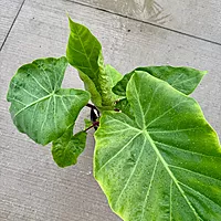 Alocasia 'Imperial Red' (Alocasia x 'Imperial Red') - 10" Pot