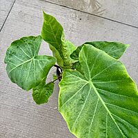 Alocasia 'Imperial Red' (Alocasia x 'Imperial Red') - 10" Pot