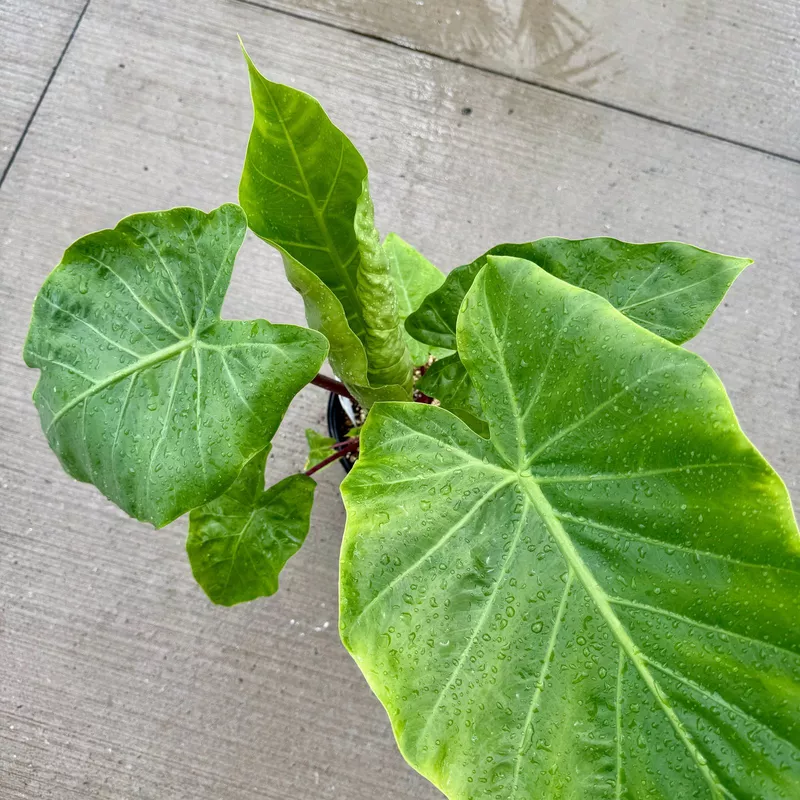 Alocasia 'Imperial Red' (Alocasia x 'Imperial Red') - 10" Pot