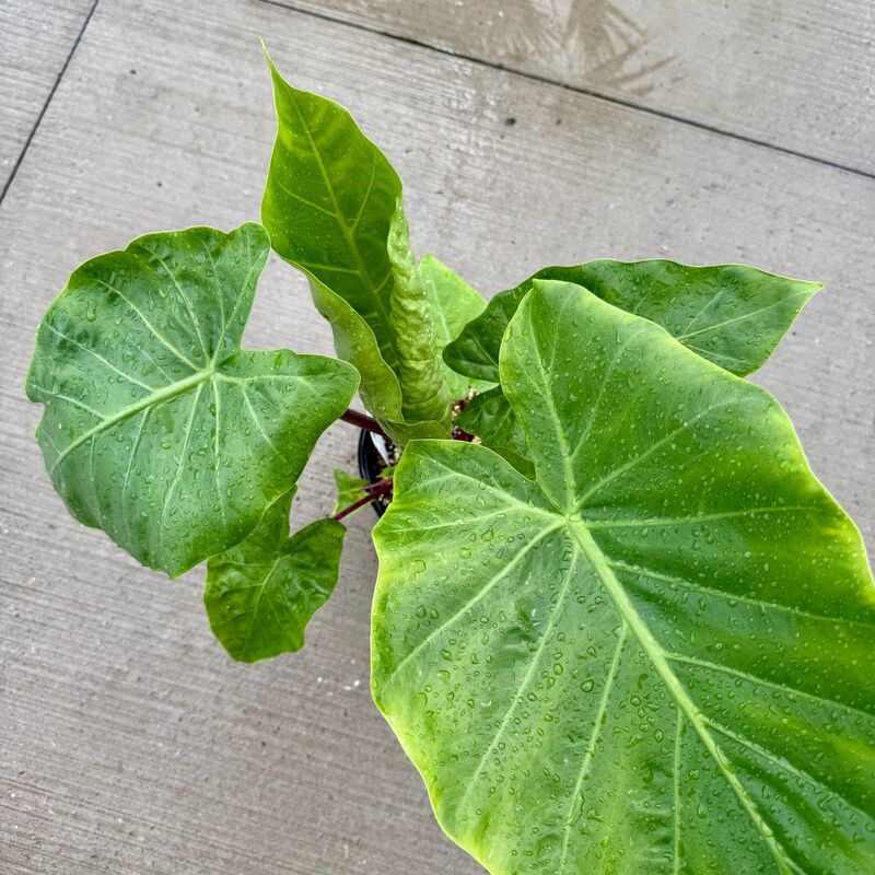 Alocasia 'Imperial Red' (Alocasia x 'Imperial Red') - 10" Pot