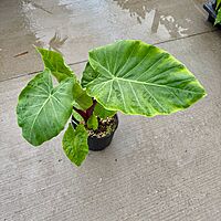 Alocasia 'Imperial Red' (Alocasia x 'Imperial Red') - 10" Pot