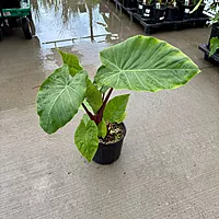 Alocasia 'Imperial Red' (Alocasia x 'Imperial Red') - 10" Pot
