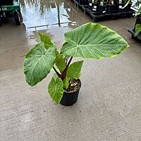 Alocasia 'Imperial Red' (Alocasia x 'Imperial Red') - 10" Pot