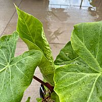 Alocasia 'Imperial Red' (Alocasia x 'Imperial Red') - 10" Pot