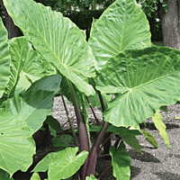 Alocasia 'Imperial Red' (Alocasia x 'Imperial Red') - 10" Pot