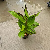 Canna 'Cleopatra' (Canna x generalis 'Cleopatra') - 10" Pot