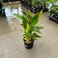 Canna 'Cleopatra' (Canna x generalis 'Cleopatra') - 10" Pot