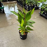 Canna 'Cleopatra' (Canna x generalis 'Cleopatra') - 10" Pot