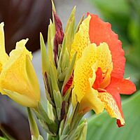 Canna 'Cleopatra' (Canna x generalis 'Cleopatra') - 10" Pot