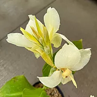 Canna x 'Alaska' (Canna 'Alaska') - 10" Pot