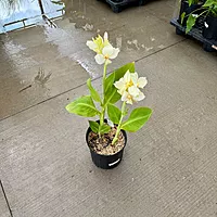Canna x 'Alaska' (Canna 'Alaska') - 10" Pot