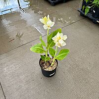 Canna x 'Alaska' (Canna 'Alaska') - 10" Pot