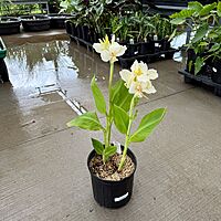 Canna x 'Alaska' (Canna 'Alaska') - 10" Pot