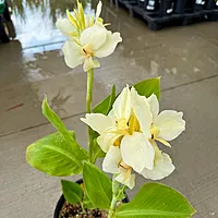 Canna x 'Alaska' (Canna 'Alaska') - 10" Pot
