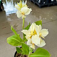 Canna x 'Alaska' (Canna 'Alaska') - 10" Pot