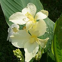 Canna x 'Alaska' (Canna 'Alaska') - 10" Pot