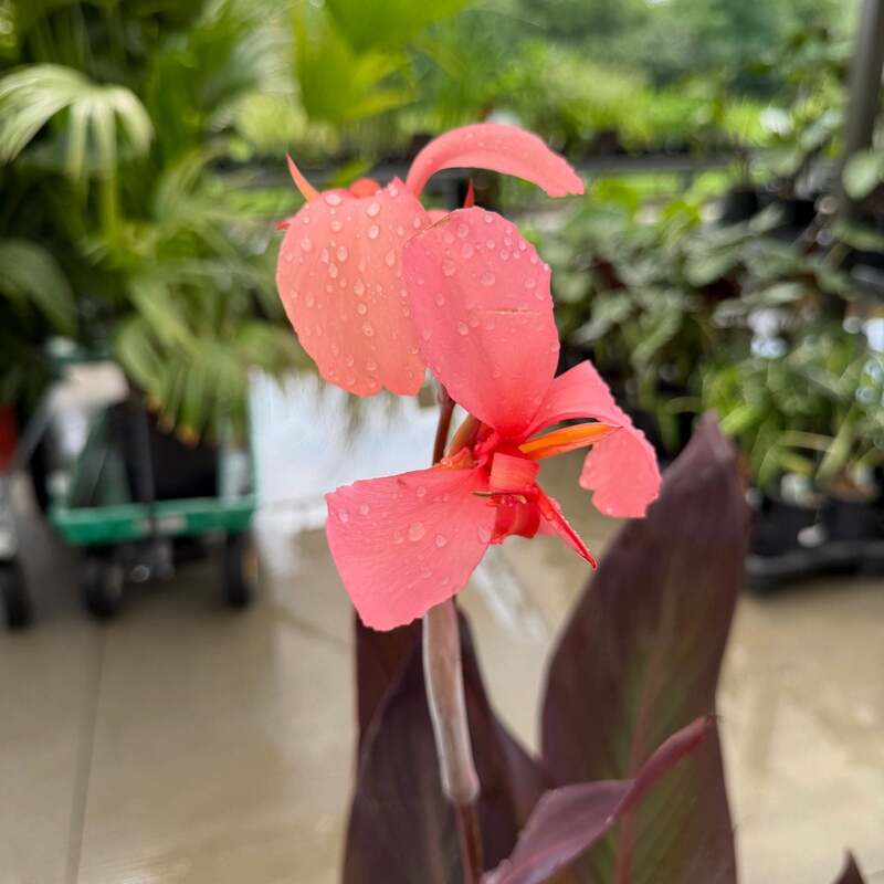 Canna 'Blueberry Sparkler' (Canna x generalis 'Blueberry Sparkler') - 10" Pot