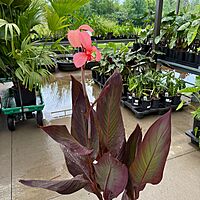 Canna 'Blueberry Sparkler' (Canna x generalis 'Blueberry Sparkler') - 10" Pot