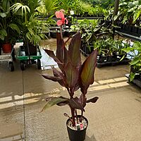 Canna 'Blueberry Sparkler' (Canna x generalis 'Blueberry Sparkler') - 10" Pot
