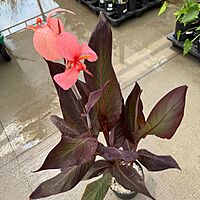 Canna 'Blueberry Sparkler' (Canna x generalis 'Blueberry Sparkler') - 10" Pot