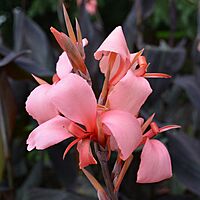 Canna 'Blueberry Sparkler' (Canna x generalis 'Blueberry Sparkler') - 10" Pot