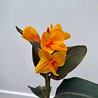Canna 'Elite Chocolate Sunrise' (Canna x 'Elite Chocolate Sunrise') - 10" Pot
