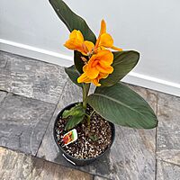 Canna 'Elite Chocolate Sunrise' (Canna x 'Elite Chocolate Sunrise') - 10" Pot