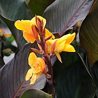 Canna 'Elite Chocolate Sunrise' (Canna x 'Elite Chocolate Sunrise') - 10" Pot