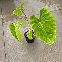 Colocasia 'Royal Hawaiian Maui Gold' (Colocasia esculenta 'Royal Hawaiian Maui Gold') - 10" Pot