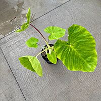 Colocasia 'Royal Hawaiian Maui Gold' (Colocasia esculenta 'Royal Hawaiian Maui Gold') - 10" Pot