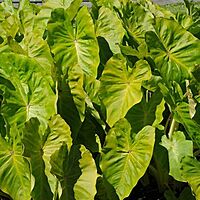 Colocasia 'Royal Hawaiian Maui Gold' (Colocasia esculenta 'Royal Hawaiian Maui Gold') - 10" Pot