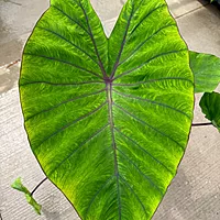Colocasia esculenta 'Diamond Head' (Taro 'Royal Hawaiian Diamond Head) - 10" pot