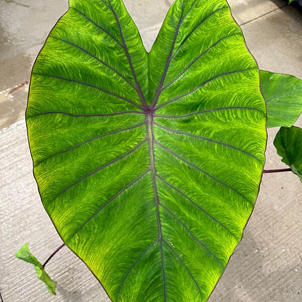 Colocasia esculenta 'Diamond Head' (Taro 'Royal Hawaiian Diamond Head) - 10" pot