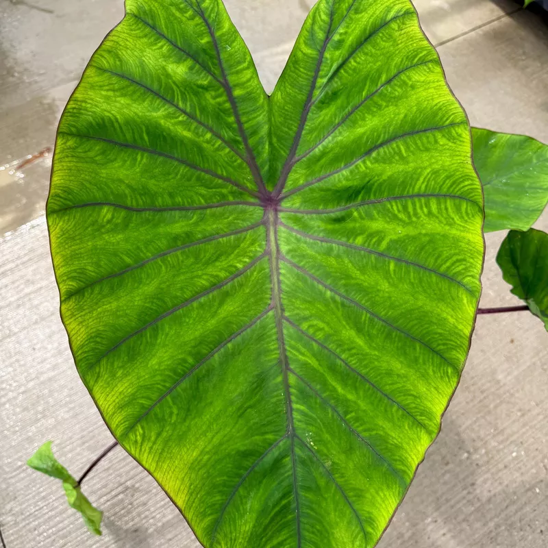 Colocasia esculenta 'Diamond Head' (Taro 'Royal Hawaiian Diamond Head) - 10" pot
