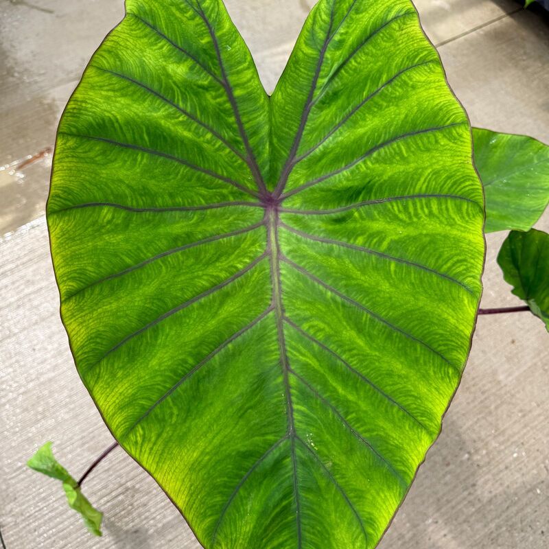 Colocasia esculenta 'Diamond Head' (Taro 'Royal Hawaiian Diamond Head) - 10" pot