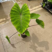 Colocasia esculenta 'Diamond Head' (Taro 'Royal Hawaiian Diamond Head) - 10" pot