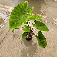 Colocasia esculenta 'Diamond Head' (Taro 'Royal Hawaiian Diamond Head) - 10" pot