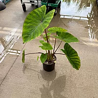 Colocasia esculenta 'Diamond Head' (Taro 'Royal Hawaiian Diamond Head) - 10" pot